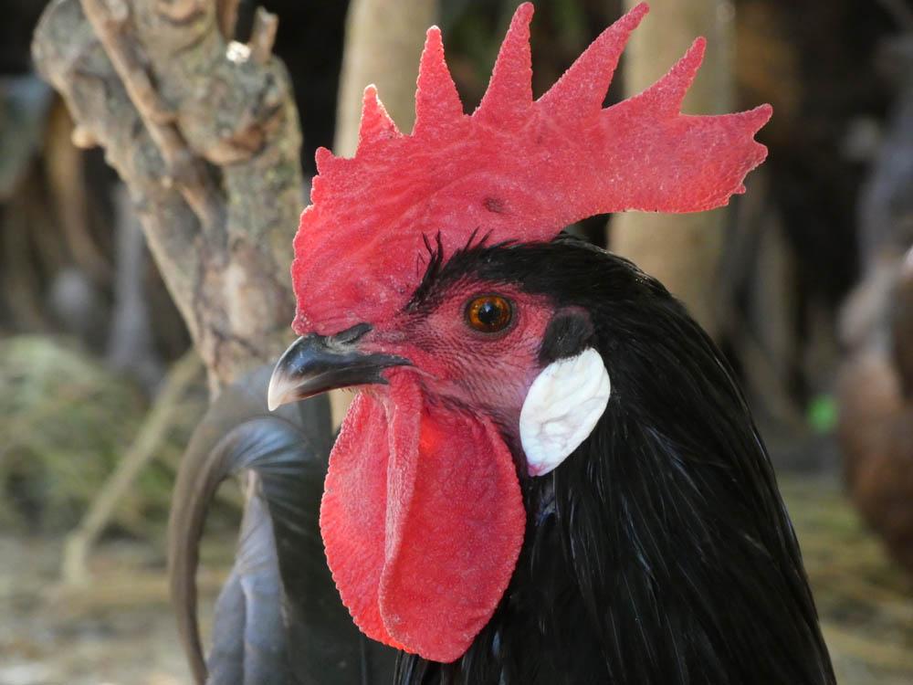 Foto primer plano gallina castellana negra a color