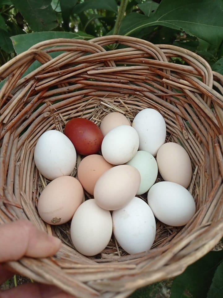 Curso de cuidado de gallinas: cómo tener gallinas bonitas y sanas